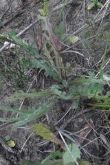Senecio erosus