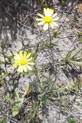 Senecio erosus