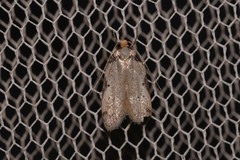 Philobota transversella