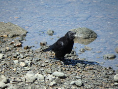 Corvus corone