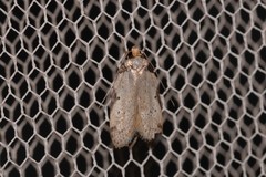 Philobota transversella