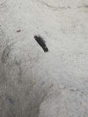 Aproaerema anthyllidella