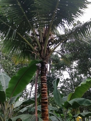 Cocos nucifera