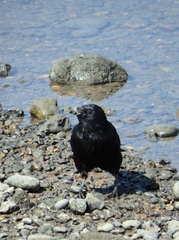 Corvus corone