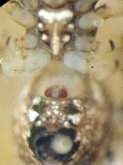 Cyclosa camelodes