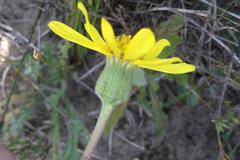 Senecio erosus