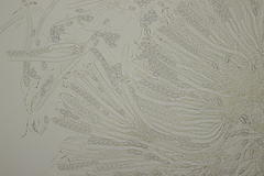Otidea alutacea