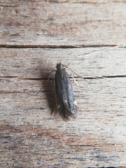 Aproaerema anthyllidella