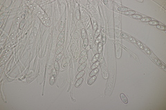 Otidea alutacea