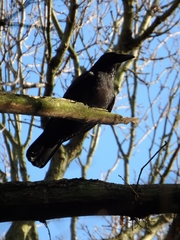 Corvus corone