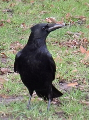 Corvus corone