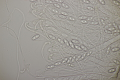 Otidea alutacea