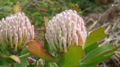 Leucospermum glabrum