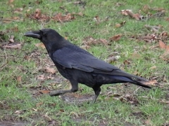 Corvus corone