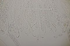 Otidea alutacea