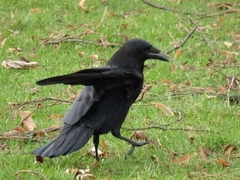 Corvus corone