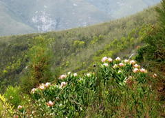 Leucospermum glabrum
