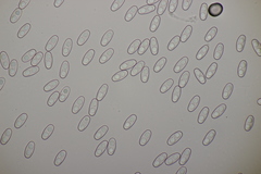 Otidea alutacea