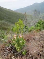 Leucospermum glabrum
