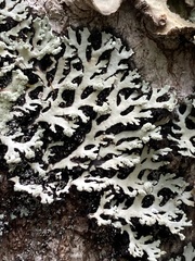 Heterodermia neglecta