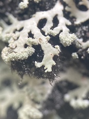 Heterodermia neglecta