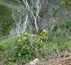 Leucospermum glabrum