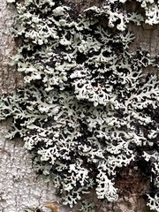 Heterodermia neglecta