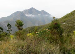 Leucospermum glabrum