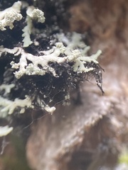 Heterodermia neglecta