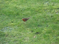Erithacus rubecula
