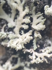 Heterodermia neglecta