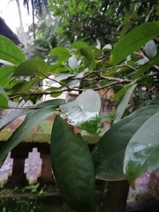 Syzygium samarangense