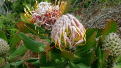 Leucospermum glabrum