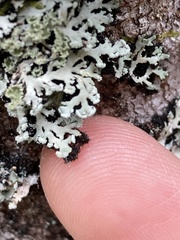 Heterodermia neglecta