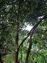 Syzygium samarangense