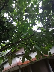 Syzygium samarangense