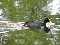 Fulica atra