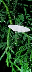 Micronia aculeata