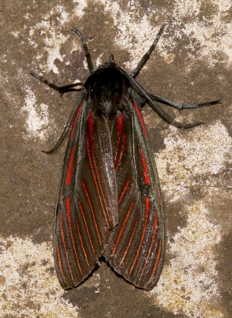 Anaxita suprema