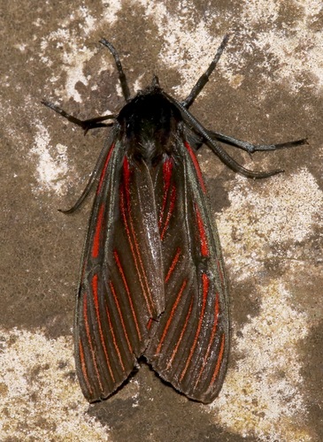 Anaxita suprema