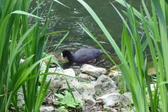 Fulica atra