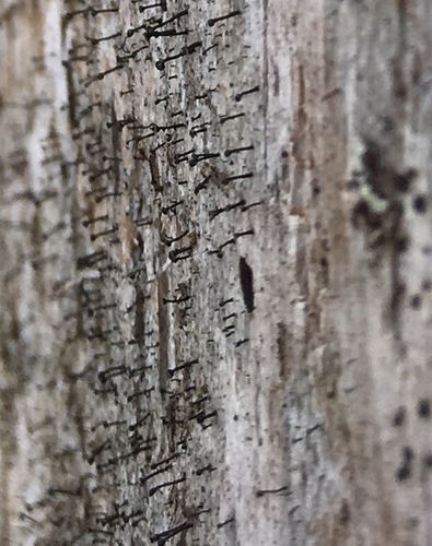 Calicium abietinum, 2018-04-16