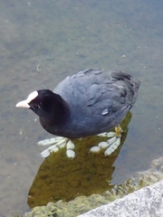 Fulica atra