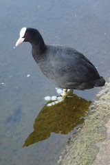 Fulica atra
