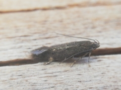 Aproaerema anthyllidella