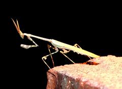 Empusa binotata