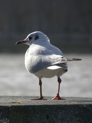 Chroicocephalus ridibundus