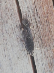 Aproaerema anthyllidella