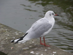 Chroicocephalus ridibundus