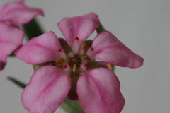 Adenandra fragrans